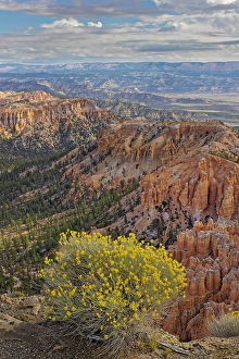 Images Dated 19th January 2024: Golden rabbitbrush along rim of Bryce Canyon, Bryce Canyon National Park, Utah