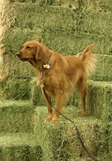 Golden Prints: Golden Retriever (Cheyenne) on Bales of Alfalfa