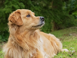 Images Dated 31st October 2024: Golden Retriever dog portrait looking alert