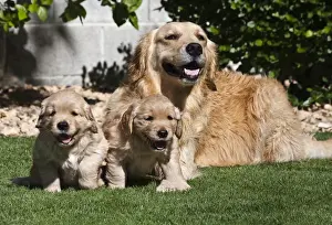 Lying Prints: A Golden Retriever female lying on a lawn with two puppies running