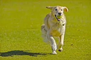 Sporting Group Prints: A golden retriever running on a green lawn with a tennis ball in his mouth