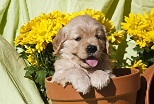 Yellow Retriever Prints: Golden Retriever waiting at obedience competition