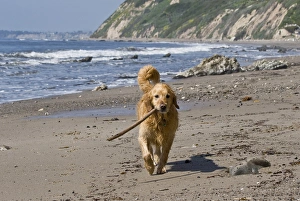 A Golden Retriever walking with a stick at Hendreys Beach in Santa Barbara California