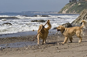 Santa Barbara Prints: Two Golden Retrievers playing with a stick at Hendreys Beach in Santa Barbara