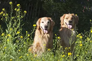 Images Dated 27th December 2011: Two Golden Retrievers sitting together in a field surrounded by yellow flowers