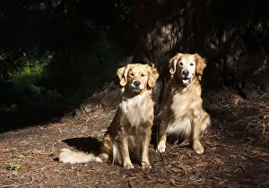 Images Dated 27th December 2011: Two Golden Retrievers taking in the late afternoon light under a Sequoia tree