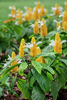 Golden Shrimp Plant