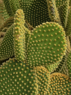Cactus Prints: Golden Spined Bunny Ears Cactus, Chiricahua National Monument, New Mexico
