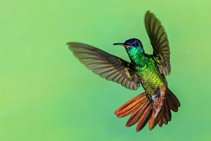 Hummingbird Prints: Golden-tailed sapphire, defensive flight in Northern Peru
