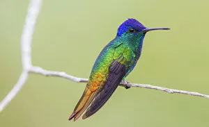 Golden-tailed sapphire resting on a simple branch, forest in Peru