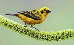 Golden Tanager Prints: Golden tanager at home in the threatened Choco Forest of Ecuador