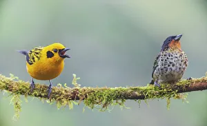 Golden Tanager Prints: Golden tanager squawking as rufous-throated tanager watches nervously in the Choco Forest of Ecuador