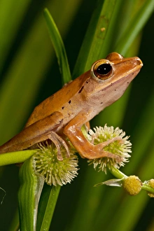 Frog Prints: Golden Treefrog, Rhacophorus leucomystax, Native to Malaysia Habitat: Tropical Rainforest