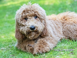 Lying Down Prints: Goldendoodle dog portrait