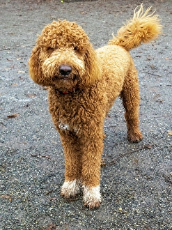 Images Dated 31st October 2024: Goldendoodle dog portrait outdoors