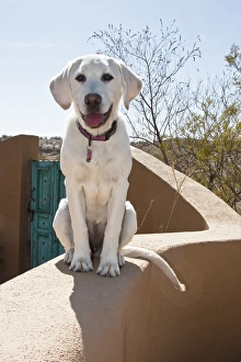 Adobe Prints: A Goldendoodle puppy sitting on an adobe wall