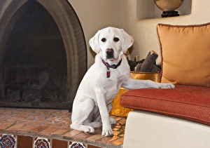 Poodle Prints: A Goldendoodle puppy sitting in front of a fire place