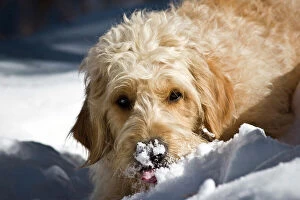 Trending: A Goldendoodle with snow on its nose