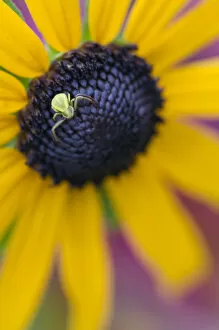 Images Dated 16th July 2006: Goldenrod Spider (Misumena vatia) Crab Spider Family (Thomisidae) on a Black-eyed Susan