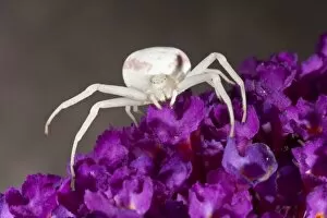 Images Dated 8th July 2005: A Goldenrod Spider (Misumena vatia)