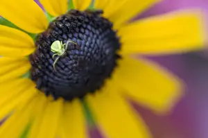 Asteraceae Prints: Goldenrod Spider (Misumena vatia) Crab Spider Family (Thomisidae) on a Black-eyed Susan