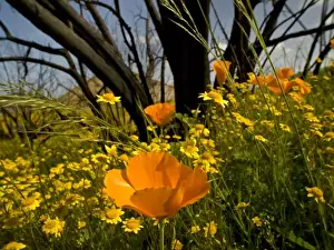 Goldfield and California poppies, natural recovery after fire in Falbrook area, California