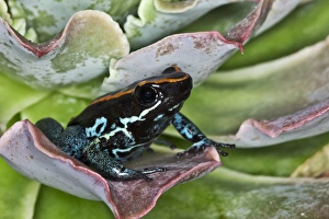 Images Dated 6th November 2010: Golfodulcean Poison Frog, Phyllobates vittatus