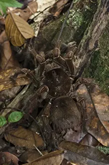 Images Dated 9th December 2009: Goliath Bird-eating Tarantula (Theraphosa blondi) LARGEST SPIDER IN THE WORLD