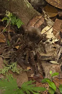 Rainforest Prints: Goliath Bird-eating Tarantula (Theraphosa blondi) LARGEST SPIDER IN THE WORLD