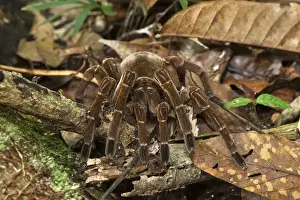Images Dated 9th December 2009: Goliath Bird-eating Tarantula (Theraphosa blondi) LARGEST SPIDER IN THE WORLD