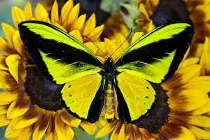 Golden Prints: The Goliath Birdwing Butterfly, Ornithoptera goliath samson Male