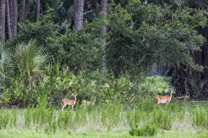 Good habitat white-tailed deer often have twins