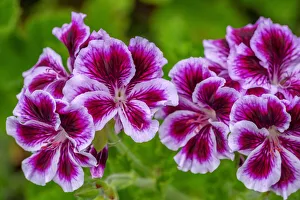 Floral And Botanical Prints: Gooseberry Geranium