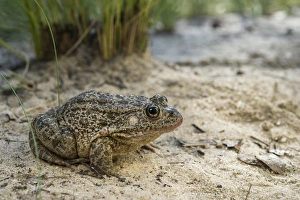 Gopher frog (Rana capito), The Orianne Indigo Snake Preserve. Telfair County, Georgia