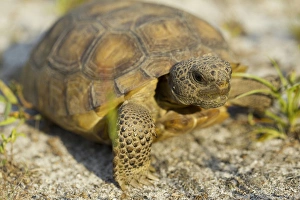 Gopher Tortoise, Gopherus polyphemus, wiregrass community, central Florida
