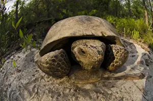 Tortoise Prints: Gopher Tortoise (Gopherus polyphemus) Female MANIPULATED The Orianne Indigo