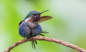 Cloud Forest Prints: Gorgeted woodstar (male) preparing for take-off, cloud forest, Ecuador