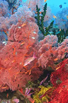 Images Dated 12th November 2005: Gorgonian Sea Fan, schooling Fairy Basslets (Pseudanthias squamipinnis) near Vibrant