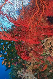 Gorgonian Prints: Gorgonian Sea Fan, schooling Fairy Basslets (Pseudanthias squamipinnis) near Vibrant & Colorful