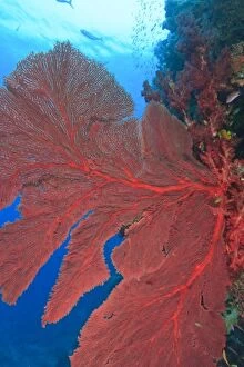 Images Dated 18th November 2005: Gorgonian Sea Fans, Beqa Island off Southern Viti Levu, Fiji, South Pacific