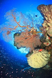 Indo Pacific Prints: Gorgonian sea fans, Gunung Api Island, Banda Sea, Indonesia