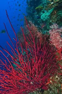 Images Dated 14th November 2005: Gorgonian Sea Fans, soft corals, Bligh Water, Viti Levu, Fiji, South Pacific