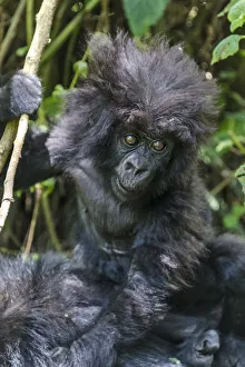 Rwanda Prints: Gorilla mother with 6-month-old baby in the forest, Parc National des Volcans, Rwanda