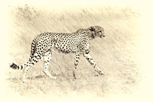 Images Dated 11th October 2017: graceful cheetah artistic version walking