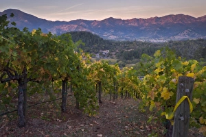 Images Dated 24th October 2008: Graeser Winery on Petrified Forest Road