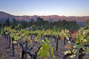 Images Dated 24th October 2008: Graeser Winery on Petrified Forest Road