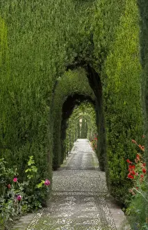 Images Dated 2028 November: Granada Spain Alhambra famous hedges of Gardens of the Generalife and wonderful green arches