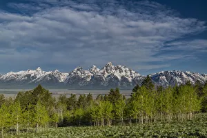 Grand Teton and Aspen trees, Grand Teton National Park, Wyoming