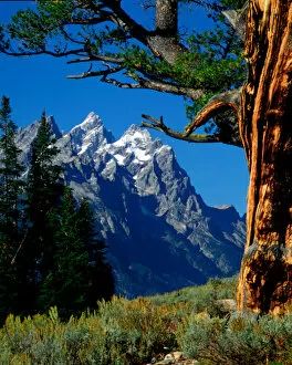 Images Dated 24th March 2006: Grand Teton and Cathedral Group framed by Limber Pine, in Grand Teton National Park