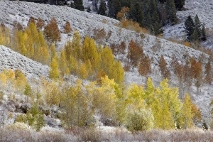Images Dated 8th October 2009: Grand Teton National Park, Autumn Aspen Snow